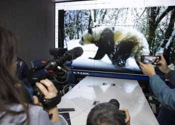 Por su ternura, su aparente torpeza, su candidez y su aspecto bonachón y mullido los pandas son a menudo el reclamo principal de cada zoológico al que llegan, pero el objetivo de los expertos en China es garantizar una población creciente de esta especie que viva en libertad en su hábitat original.