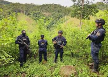 Colón. La Dirección Nacional Policial Antidrogas (DNPA), desmanteló este martes 90,000 arbustos de supuesta coca que abarcaban alrededor de 12 manzanas en Iriona, Colón.
