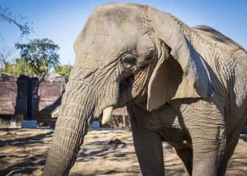 La elefanta africana Yoyo, la más longeva de su especie del mundo, ha muerto en el Zoo de la ciudad española de Barcelona a una edad aproximada de 54 años, muy por encima de la esperanza de vida de estos animales cuando están al cuidado humano, que es de unos 39.