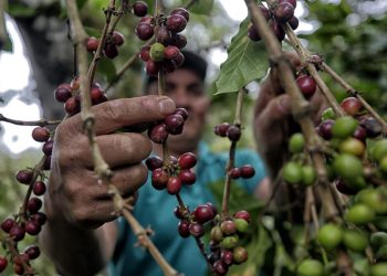 La sequía, las heladas y la irregularidad en las lluvias han generado un ambiente propicio para el aumento de plagas en los cultivos de café en Honduras, el quinto productor mundial del grano, poniendo en riesgo la estabilidad del sector y amenazando el sustento de más de 100.000 pequeños productores que luchan por obtener precios justos.