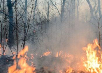 Tegucigalpa-. El director del Instituto de Conservación Forestal (ICF), Luis Solís, informó este viernes que en lo que va de 2025 se han registrado 40 incendios forestales en el país, afectando aproximadamente mil hectáreas de bosque.